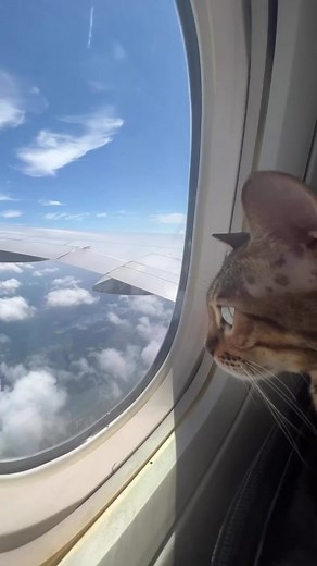 Just a compilation of a cat flying