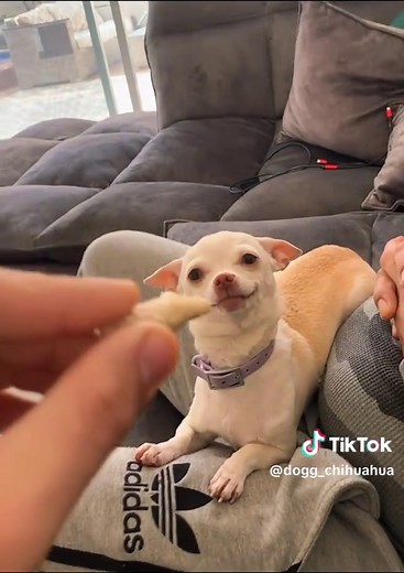 Niki the Angry Chihuahua: Unforgettable Moments