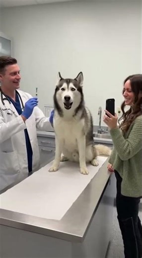 Why My Husky Froze When the Vet Held the Syringe…