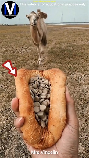 😱Smart Way to Give Medicine to a Camel🐫😲!! #viralshorts #facts #ytshorts #popular #education