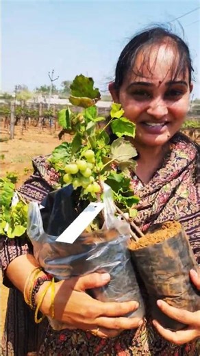 grape garden research centre visit at Rajendranagar Hyderabad... purchased grapes plants