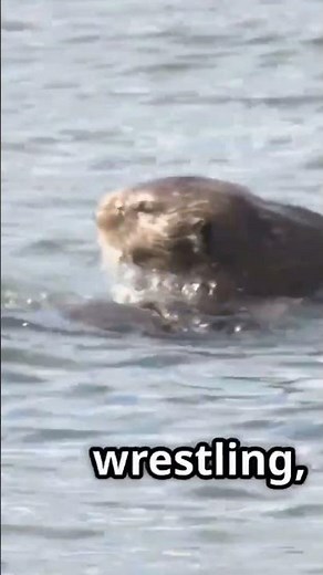 Baby Otters: Playful Pups of the Sea #animalfacts #babyotter #otters