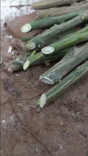 Application of rooting harmone powder on citrus family cuttings #friendship #farming #agriculture