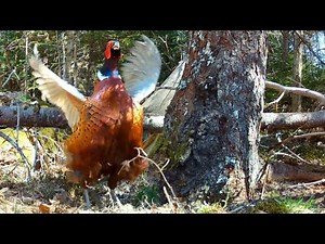The Loud Call of the Male Pheasant