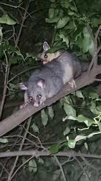 🔈Speakers on! Raspberry chirps for his mummy, Chomp goes to get him.