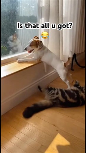 Jack Russell LEAPFROG Cat on Window Ledge = CRASH! 😹🐶🪟