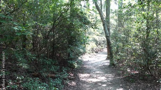 Solomons, Maryland, USA A path through the wetlands scenery in the Calvert Cliffs State Park and the Grays Creek on the Chesapeake Bay.