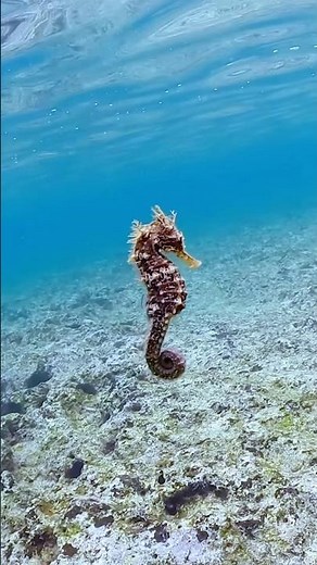 沖縄本島北部のシュノーケリングスポットでタツノオトシゴ💕 #シュノーケリング #沖縄観光 #snorkeling #okinawatrip