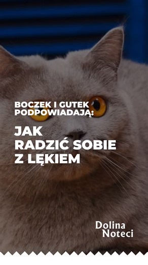 Dolina Noteci – pyszna karma dla psa i kota on Instagram: "Hau, hau, czy wiecie, jakie zachowania wskazują na to, że pies zaczyna się bać? Czy smakołyki zawsze działają, nawet gdy pupil jest zestresowany? Jak wspierać czworonoga, gdy się boi? Jeśli choć jedno z tych pytań Was zaintrygowało, koniecznie posłuchajcie Boczka i Gutka. Mądrze szczekają i miauczą! #dolinanoteci #pieseł #pieskieżycie"