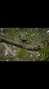 165K views · 3.9K reactions | Terra Firma - [ हिन्दी डाक्यूमेंट्री ] Part 21 , #nature #animals #discovery #wildworlddocumentary Discover the challenges animals have endured in water and on land. | Wild World | Facebook