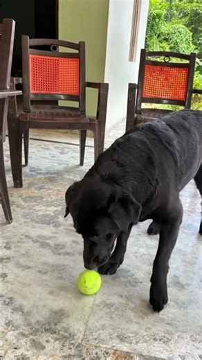 I dont want to play