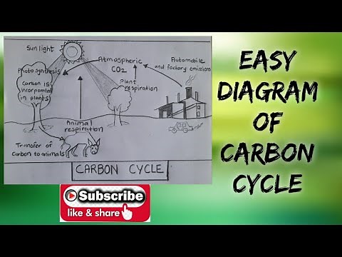 How to draw easy carbon cycle diagram step by step