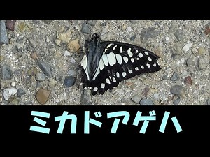ミカドアゲハ