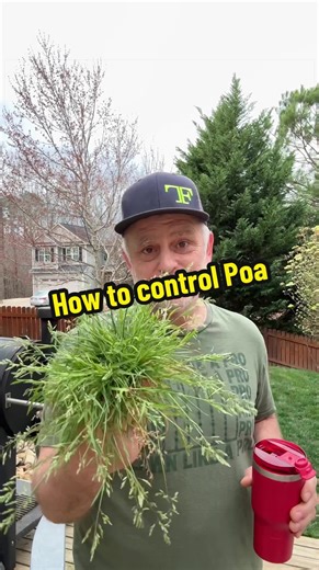 Effective Strategies to Control Poa Weed