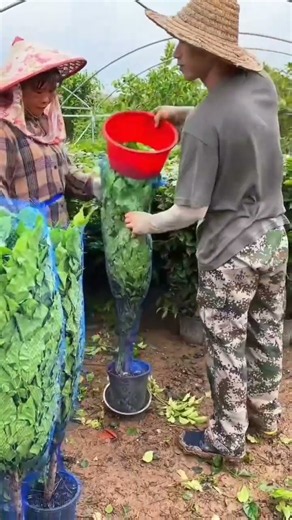 🌿⚙️ Manual Plant Netting Funnel for Efficient Nursery Packaging