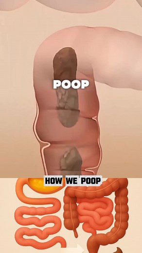 Understanding the Process of Digestion and Bowel Movement