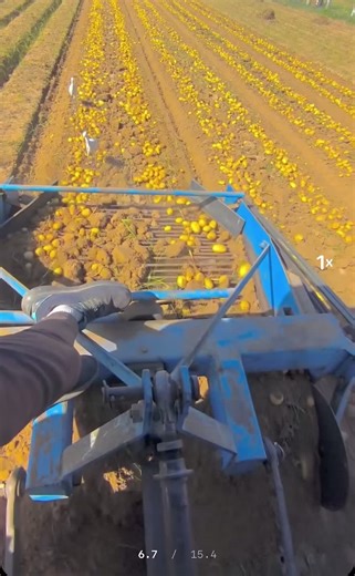 Understanding Agriculture in Senegal's TikTok Community