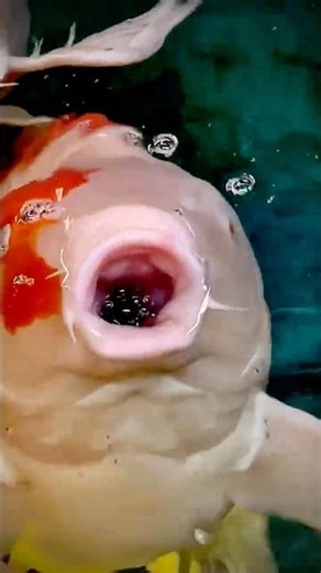 “If Fish could Talk” #shorts #fish #fishing #viral #memes