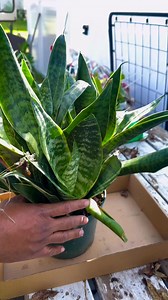 Snake plant division/propagation #plantsofFacebook #snakeplant | Foraging Fosters