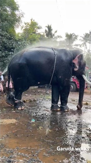 Elephant bathing #thrissurpooram #elephant #shorts