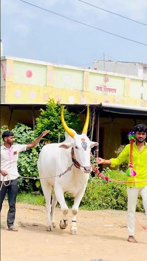 Bail Pola Festival