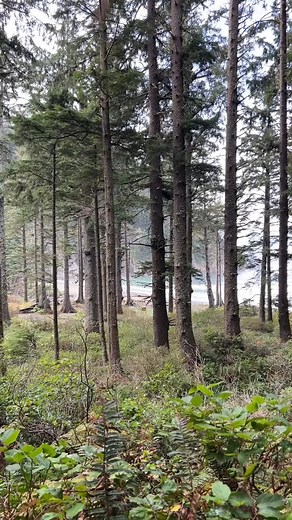 Cape Falcon - Our favorite hike on our Oregon trip! #pnw #pnwhikes #capefalcon #shortsandbeach #smugglerscove #oregon #naturevibes #coupletravel | Babesinfarmland