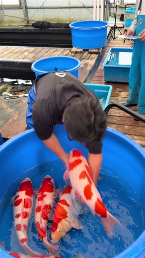 Discover the Beauty of Shiny Koi Fish