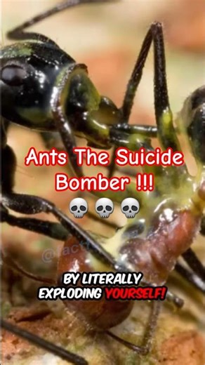 🤫This ANT is a Suicide Bomber💥!!!...🐜 #ants #explodes #survival #facts