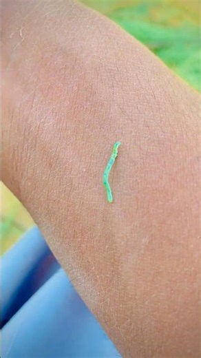 1. “یہ ننھا سبز کیڑا آخر ہے کیا؟ | Amazing Green Inchworm Explained in Urdu”
