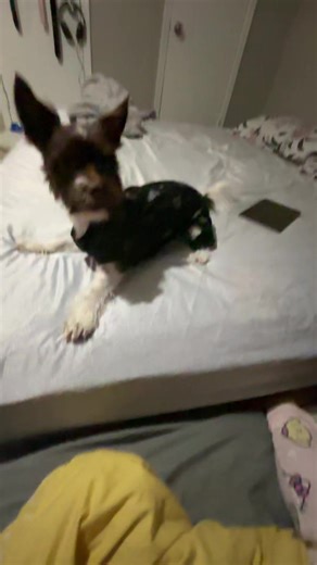 GL Channel (@gl.channel6)’s videos with original sound - ca_parkahcreech