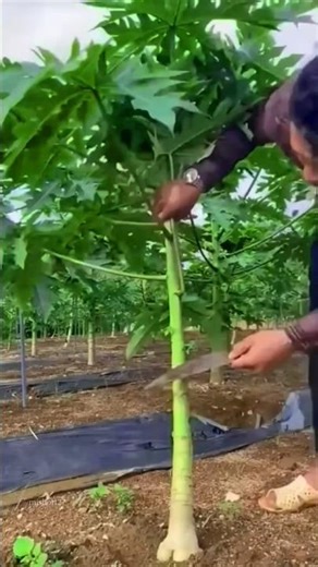 आखिर चीन वाले छोटे पपीते के पेड़ों को क्यों काट रहे हैं 🤯 #papaya #grafting