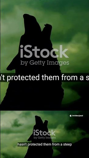 Why Wolves Are the Ultimate Team Players #wolves #teamwork #wildlife