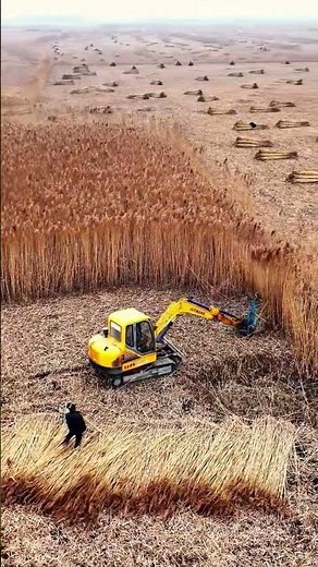 The largesscale reed harvesting process