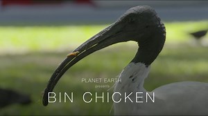 Hilarious Australian spoof of "Planet Earth"