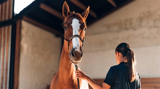 3 simple exercises you can do with your horse from the ground to help them build muscle