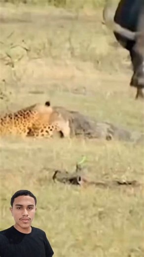 Grudou na pata da onça | Lg Player