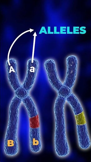 What is ALLELES ✌️#shorts #genetics #reneet2026 #neetaspirents