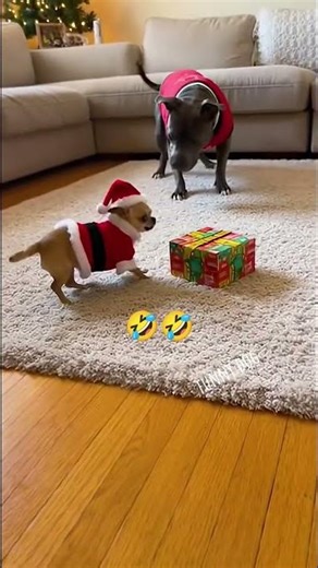 #funny #dog Magic Box 🤣