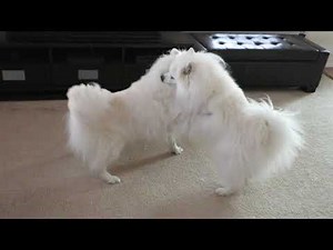 A puppy play session with 3 American Eskimo Dogs
