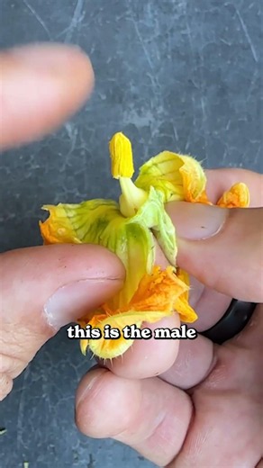 This squash growing hack is crazy...