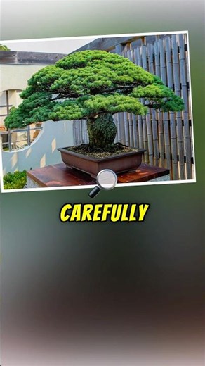 400 Year Old Tree Lived Through The Atomic Bomb #shorts #bonsai #history