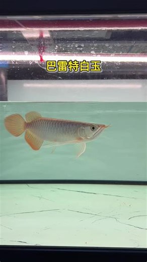 红龙要红 金龙要金 巴雷特小鱼从回来20公分回来2个月快3个月了 每天都在发生变化，24-5公分鳞片麟粉厚度和面积完胜市场大部分龙鱼 旗尾胸鳍同步拉白 整体版型 头版 协调度堪称完美#巴雷特白玉 #巴雷特白玉红龙 #巴雷特龙鱼