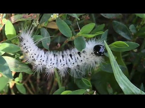 POISONOUS white hickory tussock moth caterpillar (lophocampa caryae)