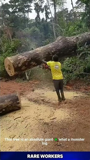 The Tree Titan! 🦾 It takes a titan with a giant saw to cut down a titan of a tree #titan #mythology