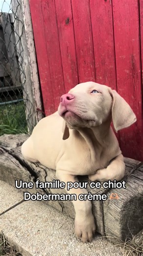 Magnifique chiot Dobermann crème de deux mois