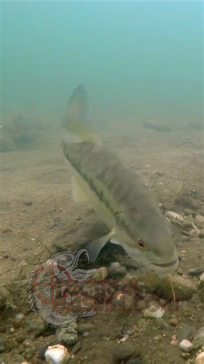 🤯 What's Really Happening When Your Bait Gets Bit In Half... 🤯