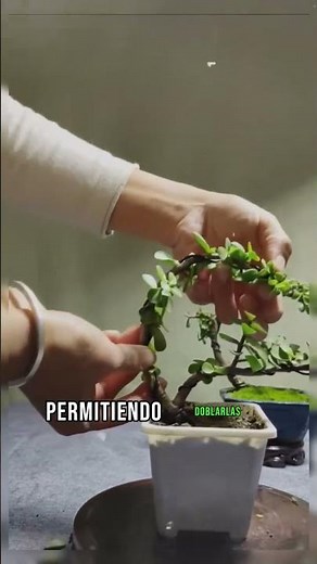 Cómo Alambrar un Bonsái Paso a Paso Técnica Básica