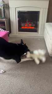 3.2K views · 399 reactions | Thank you Gena we bought Barney this new Wolf with your 500 star gift. Only one video we could show him! #twilight #newmoon #react #reaction | Stephen Kelleher | Facebook