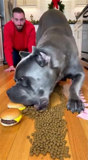 Great Dane vs Man Eating Challenge GONE WRONG #dogs #funny #viral #shorts