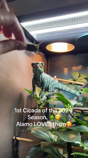 🔉 Sound on for crunch. First Cicada of the 2024 Season. Alamo absolutely loves them. His tongue was ready to fire. Happy chameleon today. #foryoupage #chameleon #ambanja #ambanjapantherchameleon #pantherchameleon #pets #cicada #cicadas #texas #texasinsects #insects #feeder #feederinsects #wildlife #wildfood #food #freefood #variety #alamoranger #2024summer #tasteofthesouth #naturalfood #wildcaught #naturesfood #crunchy #yummy #yummyfood #snack #treats #exoticpets #animals #chameleonsoftiktok #p